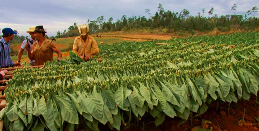 Кубинский табачный фермер ухаживает за своим урожаем