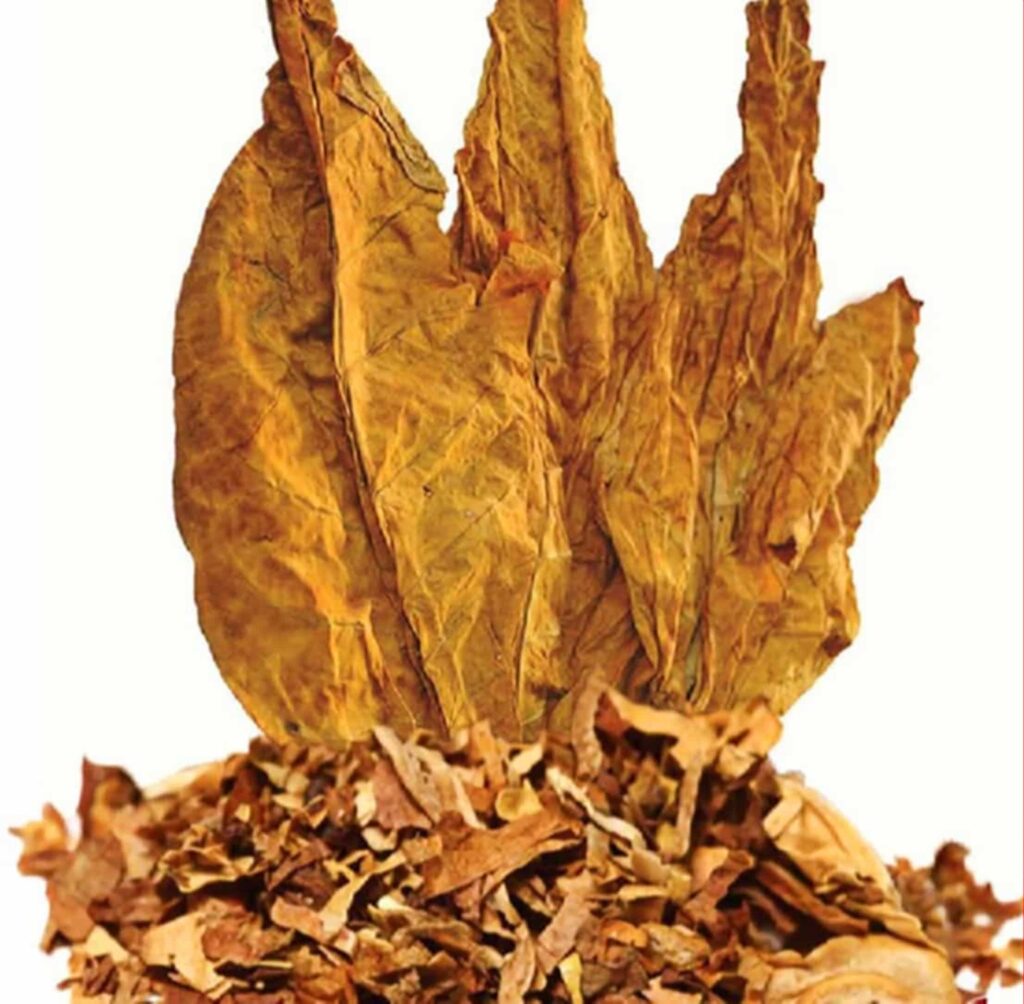 Крупный план цветка виргинского табака